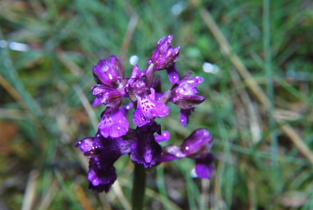 Orchis morio